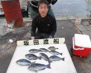 黒島の磯、鷹島のカンドリでのフカセ釣果　グレ・イサギ・アイゴ