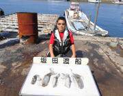 黒島の磯　エギングでアオリイカ20パイ♪