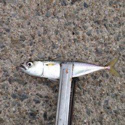 芦屋浜にて親子で釣行　サヨリ・サバ・アジ