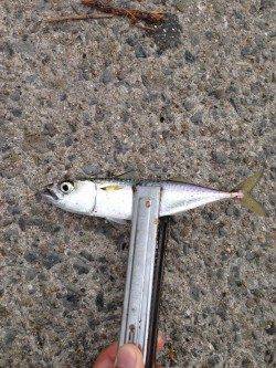 芦屋浜にて親子で釣行　サヨリ・サバ・アジ