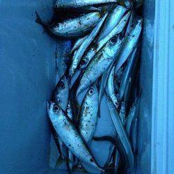 芦屋浜にて親子で釣行　サヨリ・サバ・アジ