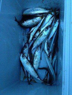 芦屋浜にて親子で釣行　サヨリ・サバ・アジ