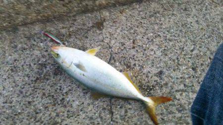 大蔵海岸　表層ただ巻きでツバスがヒット！