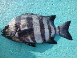 沖一文字内向きでイシガキダイ・コロダイ　ヒラバエでイシダイ