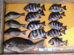 三尾・オヨギデにてデカグレ47cm(^_^…