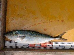 三尾の磯ショアジギングでハマチ53cm