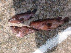 三尾の磯ショアジギングでハマチ53cm