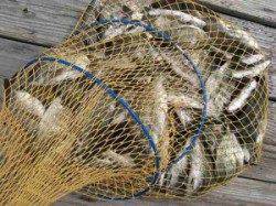 宮崎沖カセ・六本裏カセでのチヌ釣果