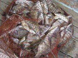 宮崎沖カセ・六本裏カセでのチヌ釣果