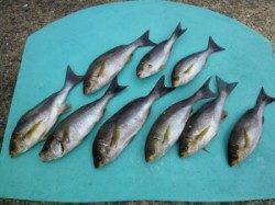 ヒラバエにて良型イサギ　小イサギはリリース