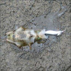 日引磯でアオリイカ30匹の釣果　小型が多くキープは7ハイ