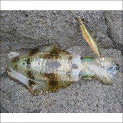 日引磯でアオリイカ30匹の釣果　小型が多くキープは7ハイ