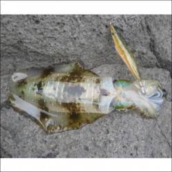 日引磯でアオリイカ30匹の釣果　小型が多く…