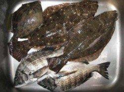 宮崎沖カセ　チヌの食い良く55匹　ほかヒラメ・カワハギなども