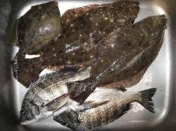 宮崎沖カセ　チヌの食い良く55匹　ほかヒラ…