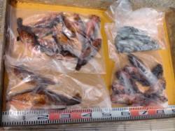 仏谷ロックフィッシュ狙いでアコウ・ガシラ☆…