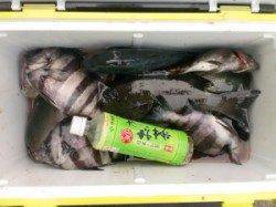 仏谷ロックフィッシュ狙いでアコウ・ガシラ☆合間に新子アオリも