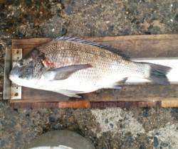 千歳イカダ、チヌが好調です　良型マアジ20…