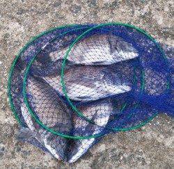 千歳イカダ、チヌが好調です　良型マアジ20～25cmも釣れました