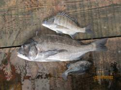 一文字前イカダ1号にて年なしチヌ！　エサは…