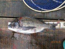 一文字前イカダ1号にて年なしチヌ！　エサはコーンです