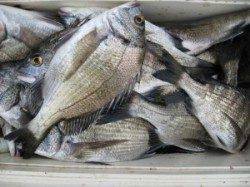 宮崎筏でチヌ42匹！　エサは沖アミ・サナギ