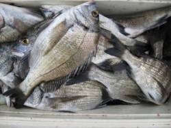 宮崎筏でチヌ42匹！　エサは沖アミ・サナギ…