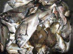 宮崎筏でチヌ42匹！　エサは沖アミ・サナギ