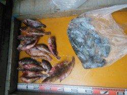 三尾の磯 ロックフィッシュ&アオリのセットが一番釣果有望です