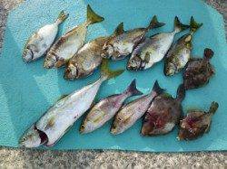 沖一文字内向きでアイゴ・ツバス・カワハギ・イサギ