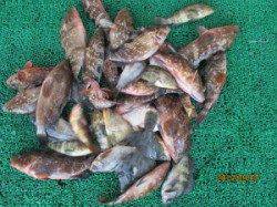 田井　渡船利用の通し釣りでアコウ