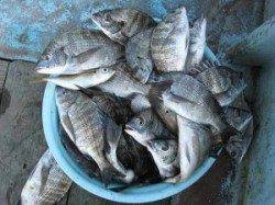 久美浜　宮崎沖カセでお父さんと小学生の子供さん２名でチヌ70枚