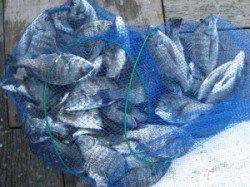 久美浜　宮崎沖カセでお父さんと小学生の子供さん２名でチヌ70枚