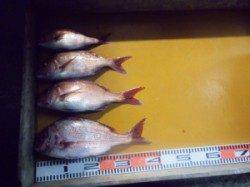 三尾の磯・オヨギデ　半夜のカゴ釣りでマダイが釣れました