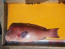 三尾の磯　コブダイ76cm！　イシダイも掛かりました