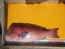 三尾の磯　コブダイ76cm！　イシダイも掛…