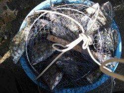 久美浜　宮崎沖カセのチヌ釣果