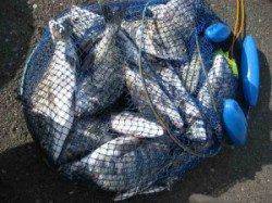 久美浜　宮崎沖カセのチヌ釣果