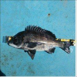 千歳の沖防波堤にトライ　二人でチヌ50cmを頭に7匹の釣果