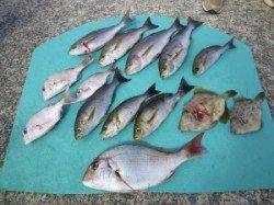 神谷　沖一文字でマダイ・イサギなどの釣果