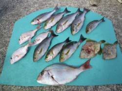 神谷　沖一文字でマダイ・イサギなどの釣果