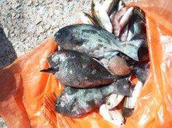 三尾の磯・オヨギデ　カゴ釣りでグレの釣果