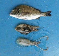 上瀬防波堤でチヌ2匹とアオリイカ・モンゴイカの釣果