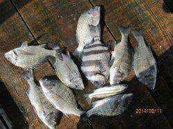 一文字前イカダ2号、1号イカダ、田井の筏のチヌ釣果