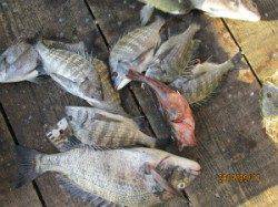 一文字前イカダ2号、1号イカダ、田井の筏のチヌ釣果