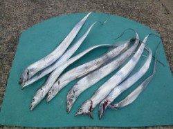 沖一文字内向きにて夜通し釣りでのタチウオ釣果