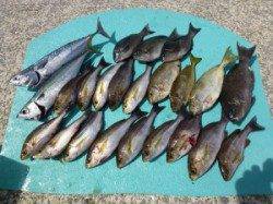 沖一文字内向きにて小イサギ・グレ・アイゴ・ゴマサバ・ソーダガツオ