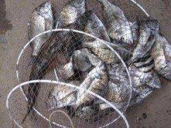 宮崎沖カセのチヌ、エサ取り増えてきました