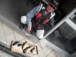 大磯　フカセ釣りでグレ・アイゴの釣果