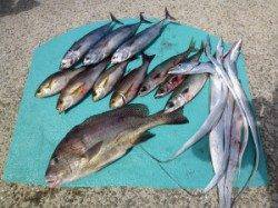 神谷沖一文字　夜通しのカゴ釣りでコロダイ・イサギ